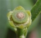  Calyx